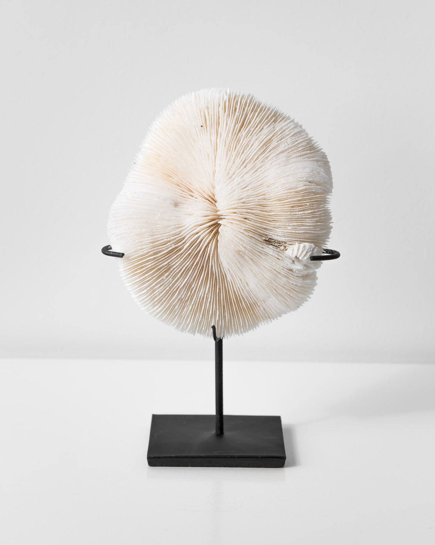CORAL ORNAMENT
