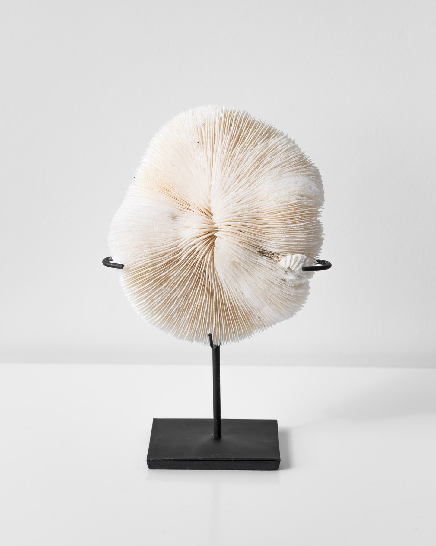 CORAL ORNAMENT