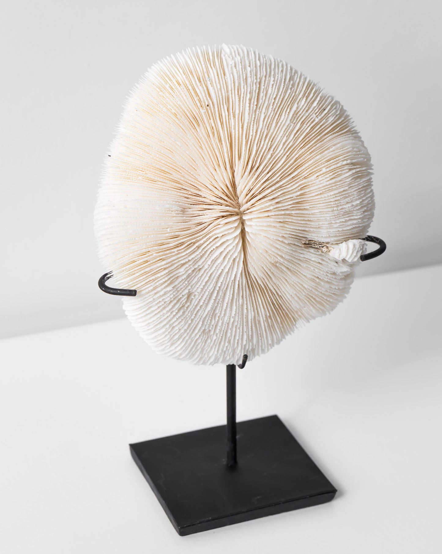 CORAL ORNAMENT